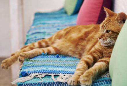 Best Cat Food in India | Smylo's Comprehensive Guide for Pet Parents