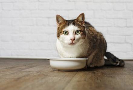 How important is chicken broth for my cats?