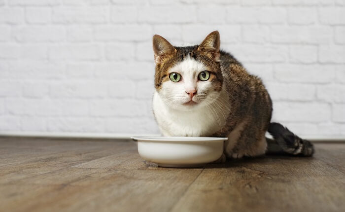 How important is chicken broth for my cats?