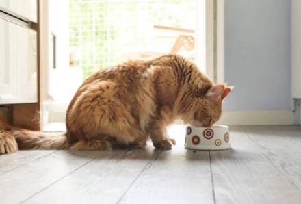 Why Choose Wet Cat Food?