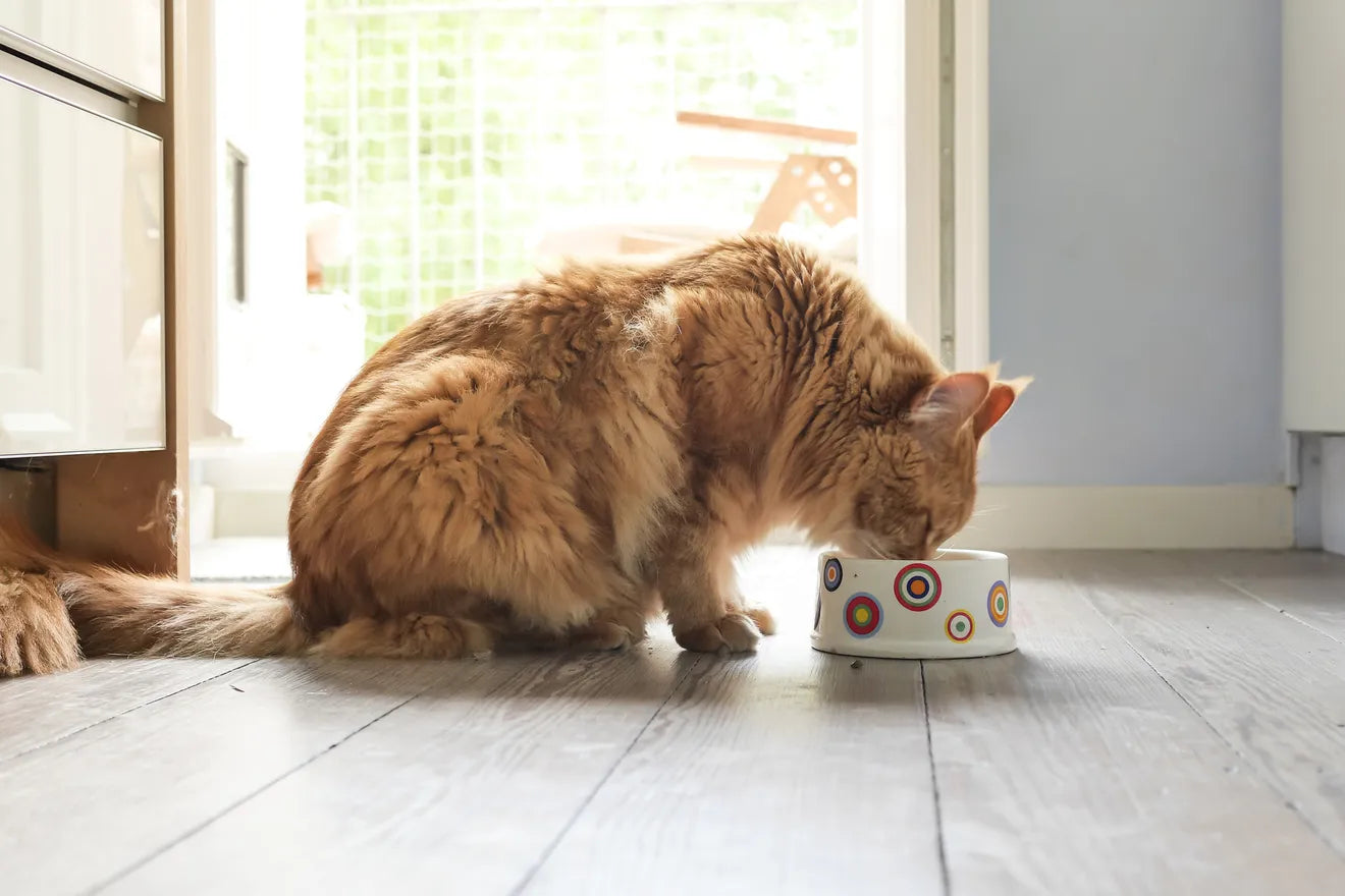Orange cat eating wet cat food