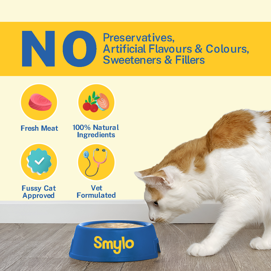 Kitten Starter Box (Pack of 4)