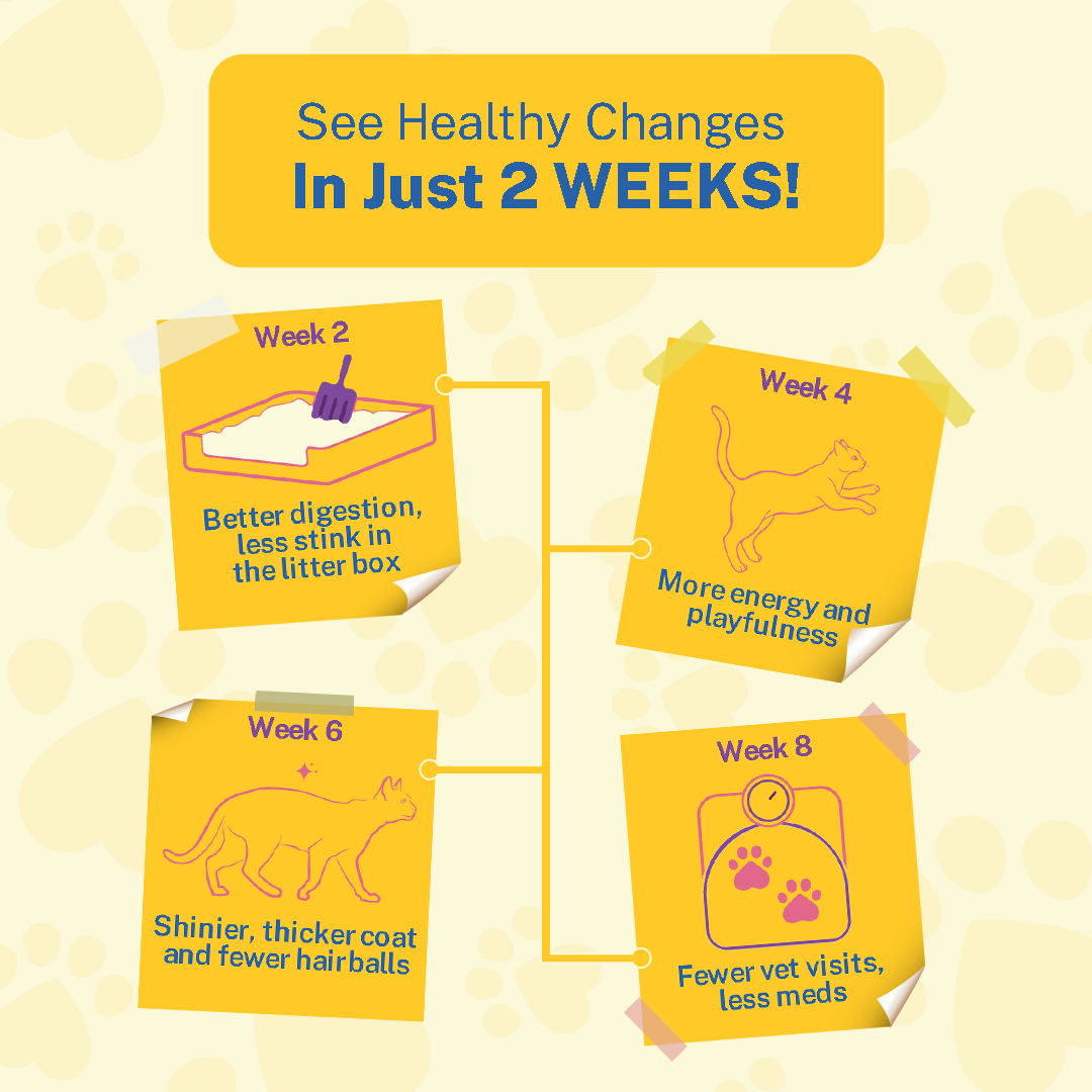 Kitten Starter Box (Pack of 4)