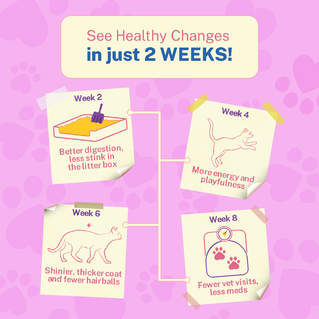 Chicken Combo Box (Adult)