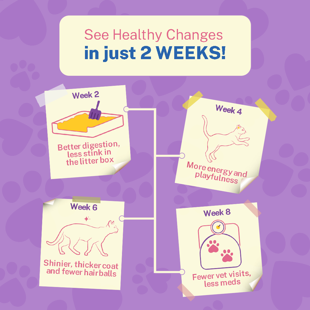 Chompin’ Chicken with Liver & Pomegranate (Kitten)