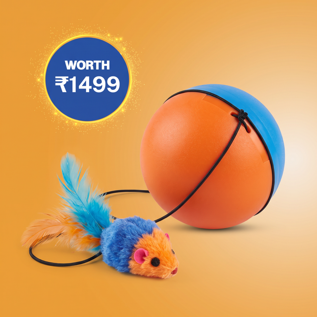 🎁 Smylo Interactive Cat Toy — Worth ₹1499