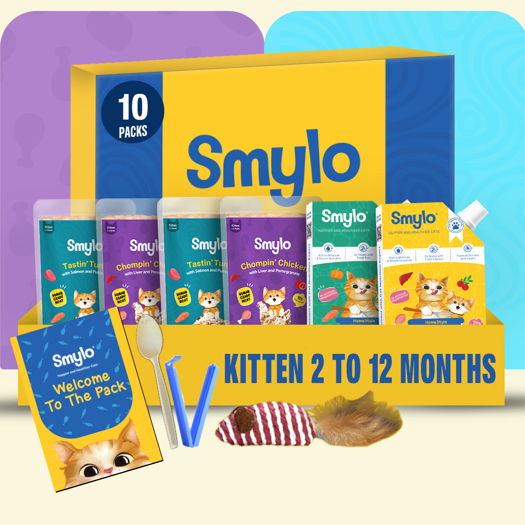 Kitten Trial Box (Pack of 10)