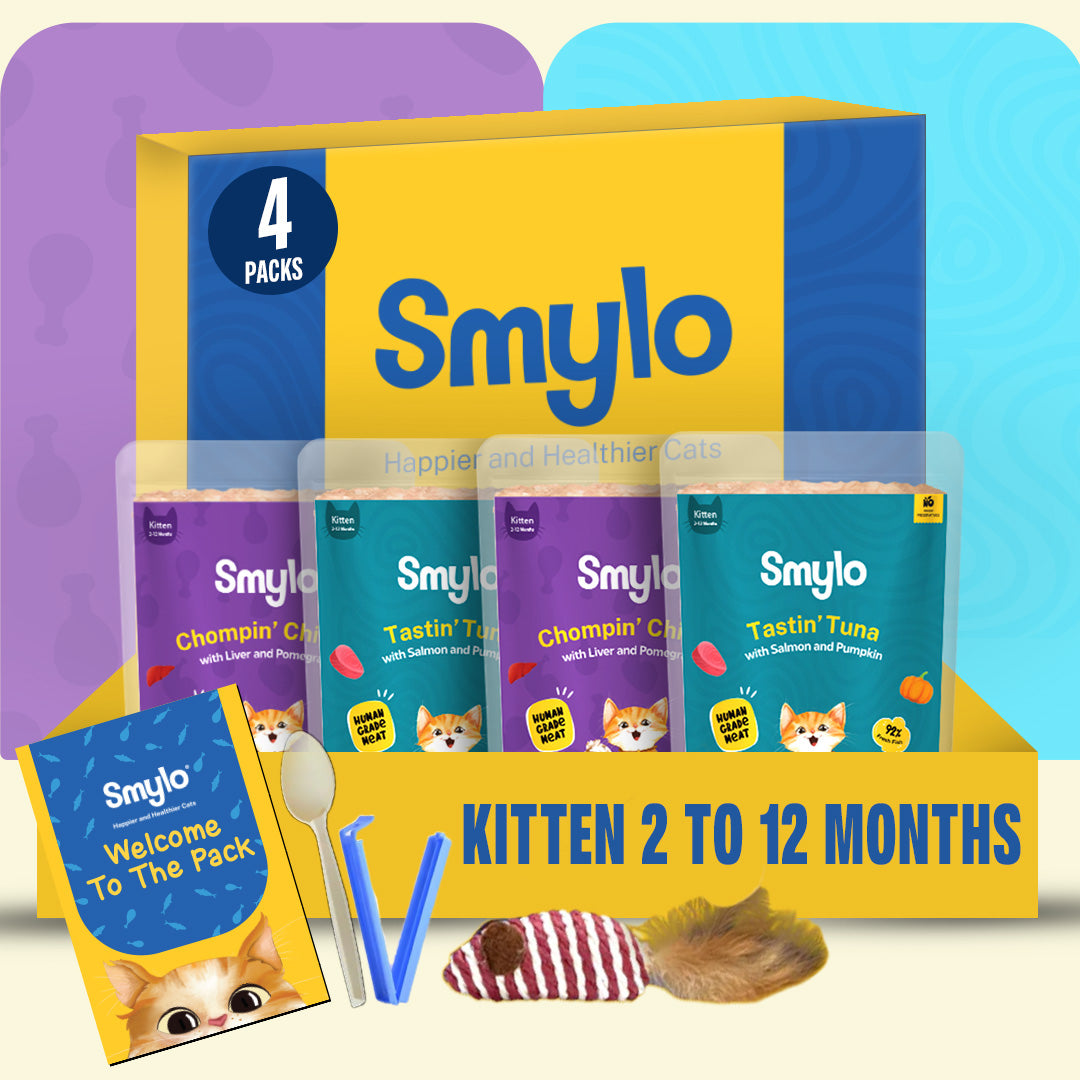 Kitten Trial Box (Pack of 4)