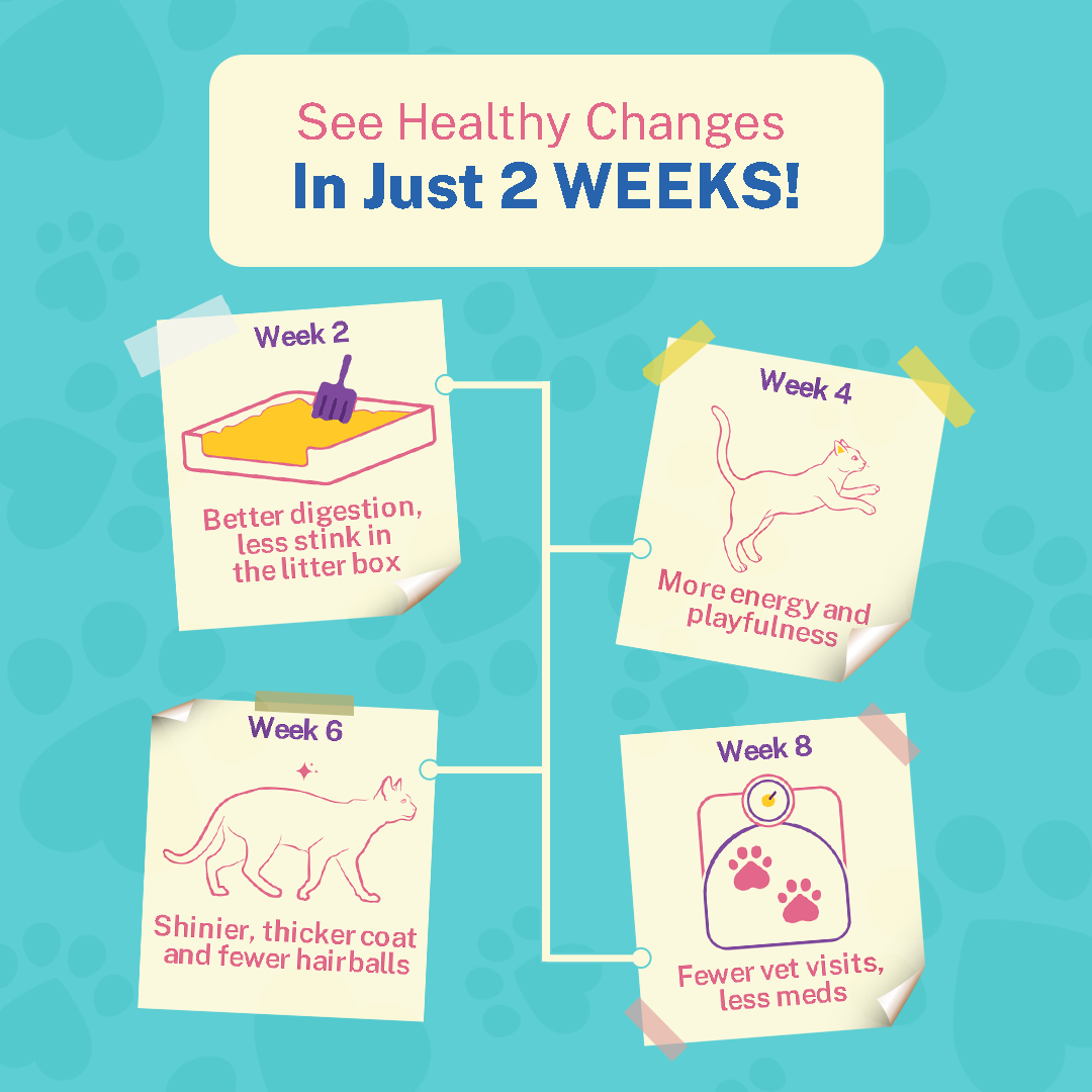 Tastin’ Tuna with Salmon & Pumpkin (Kitten)