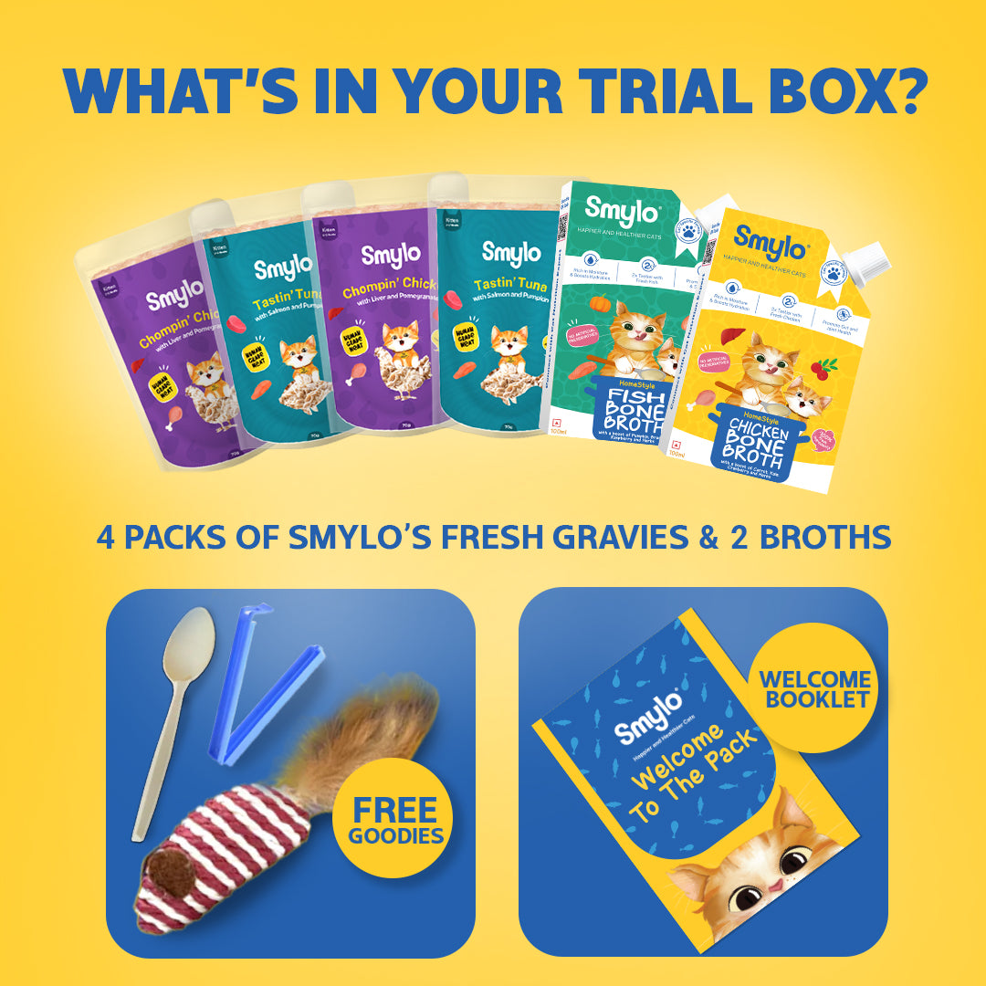 Kitten Trial Box (Pack of 4) with 2 Broths