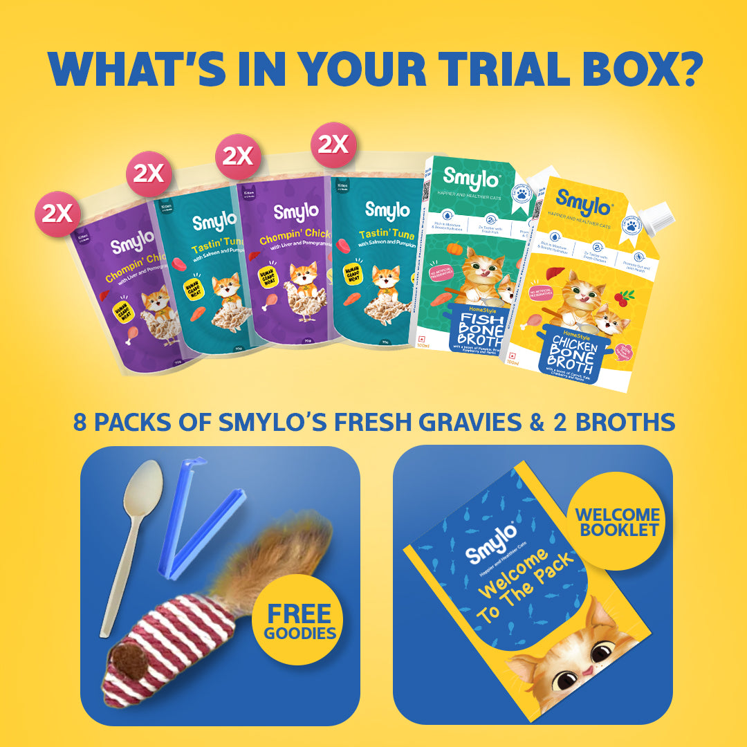 Kitten Trial Box (Pack of 10)