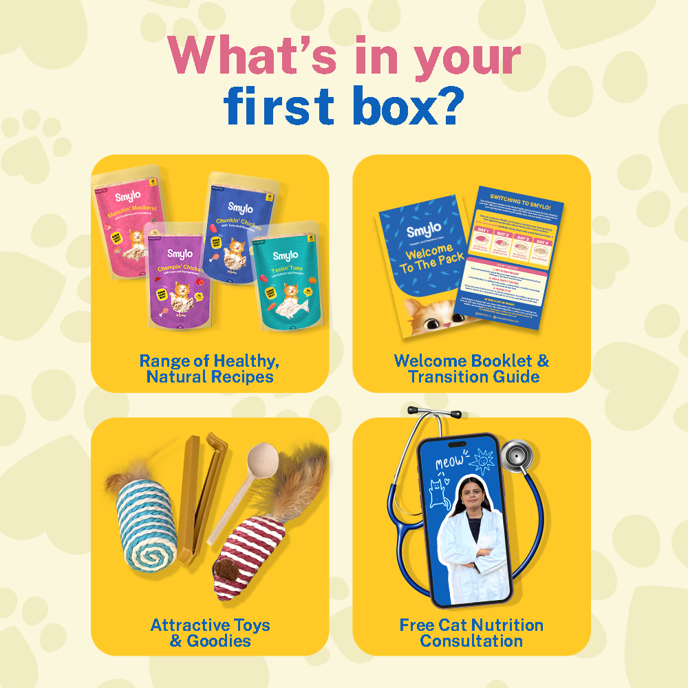Adult Starter Box (Pack of 4)