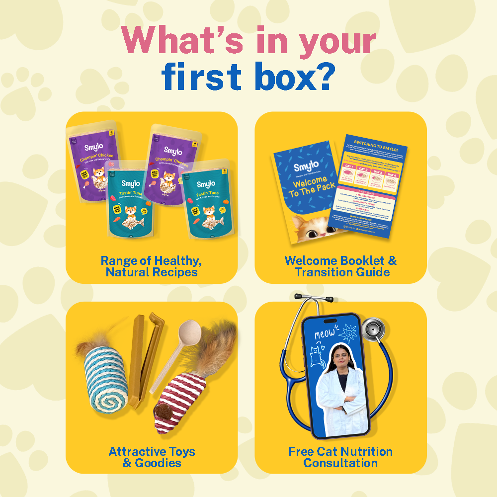 Kitten Starter Box (Pack of 4) with 2 Broths