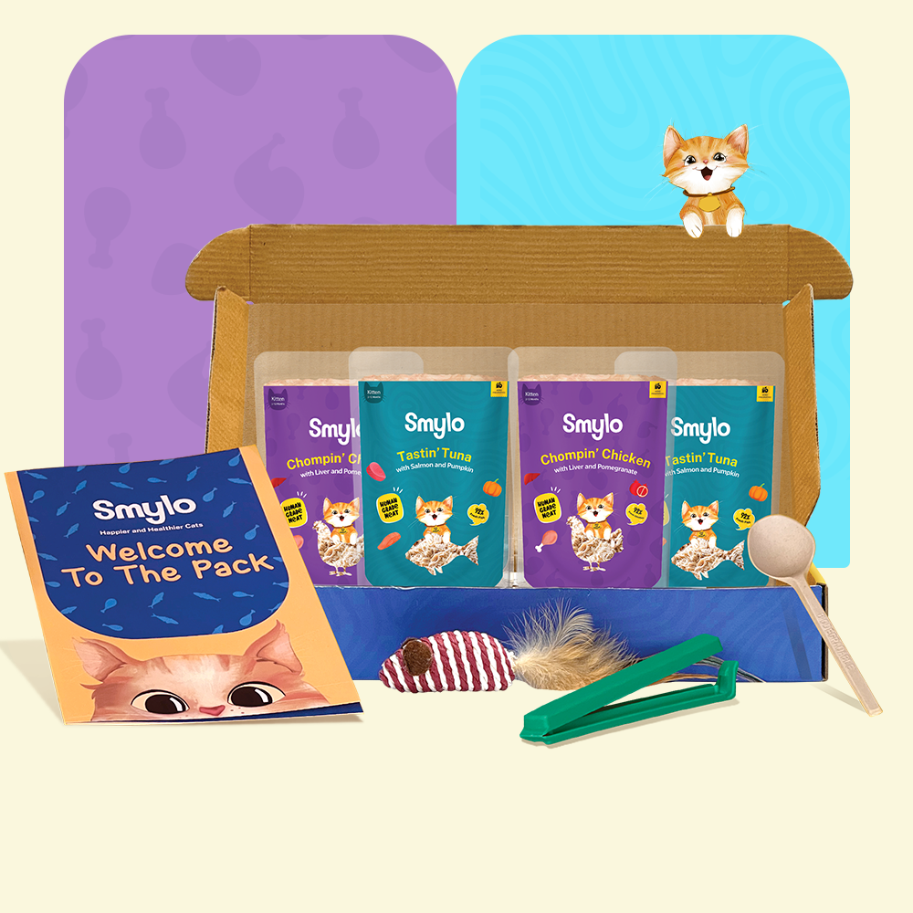 Kitten Starter Box (Pack of 4)