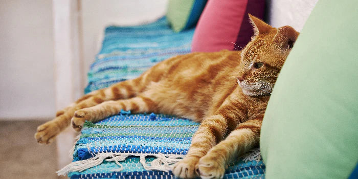 Best Cat Food in India | Smylo's Comprehensive Guide for Pet Parents