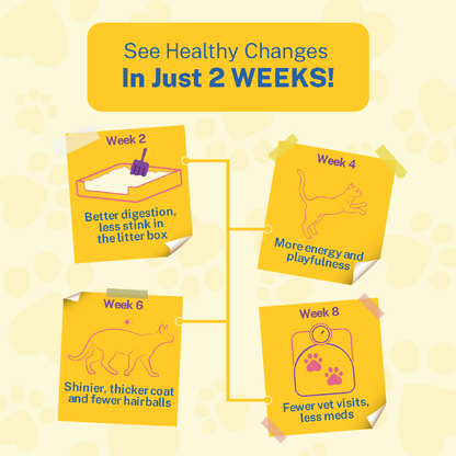 Smylo Kitten Combo Pack