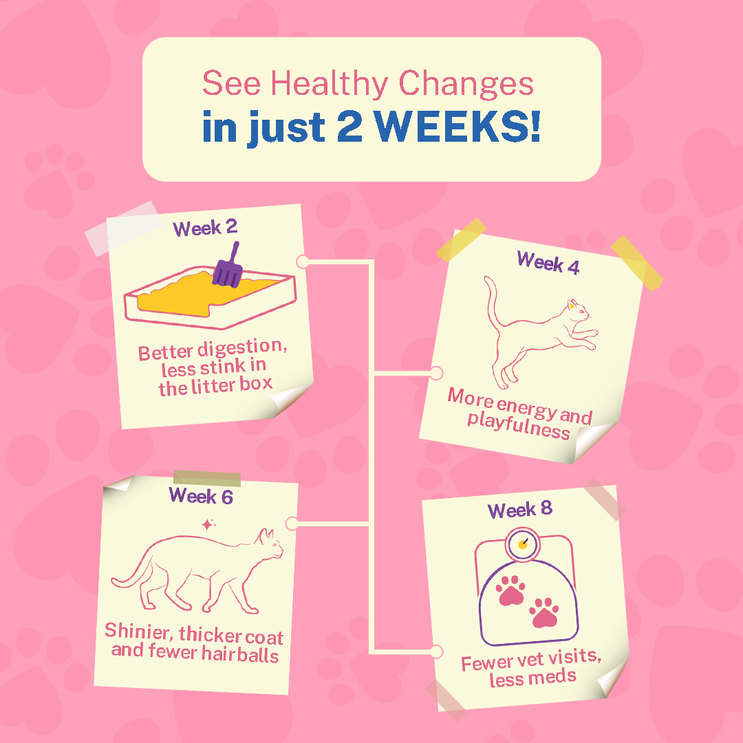 Munchin’ Mackerel with Kanikama & Cranberry (Adult)