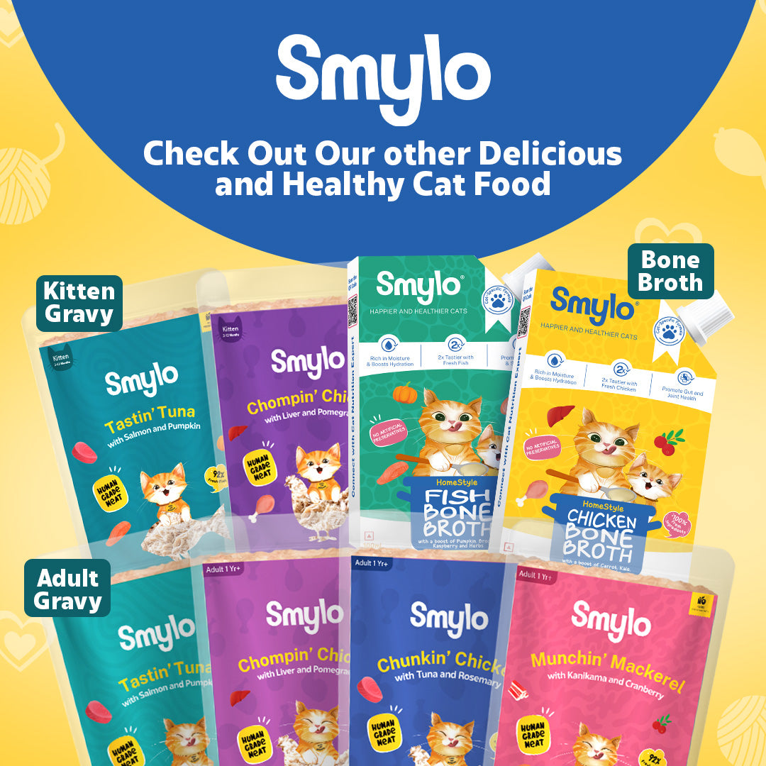 Kitten Trial Box (Pack of 4)