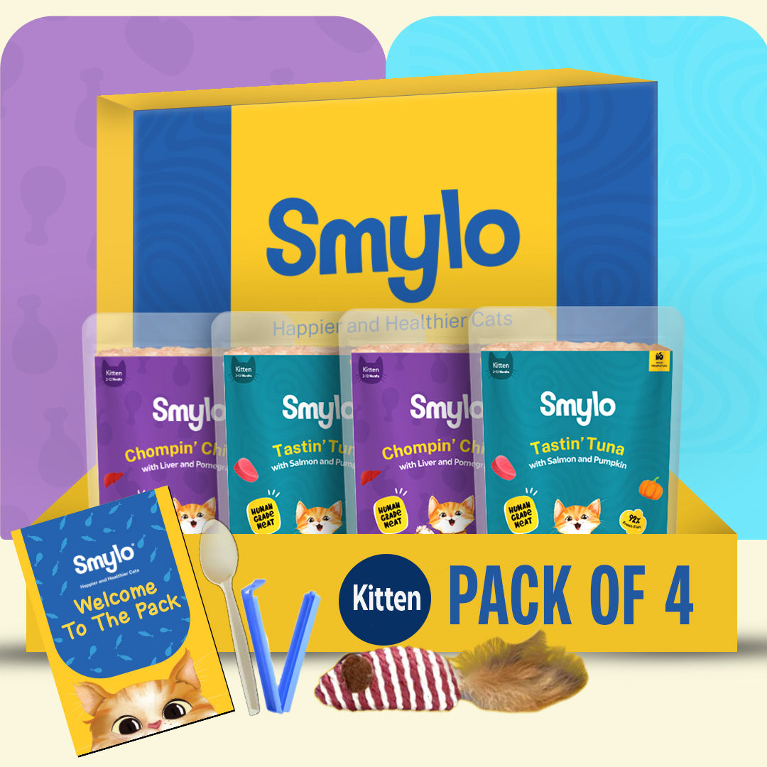 Kitten Trial Box (Pack of 4)