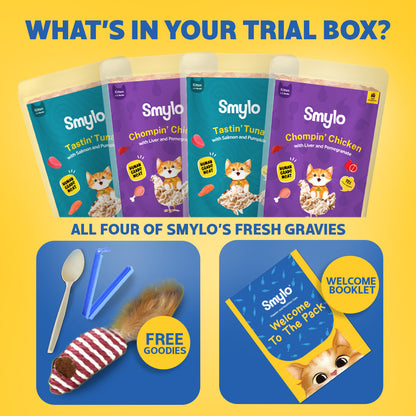 Kitten Trial Box (Pack of 8)