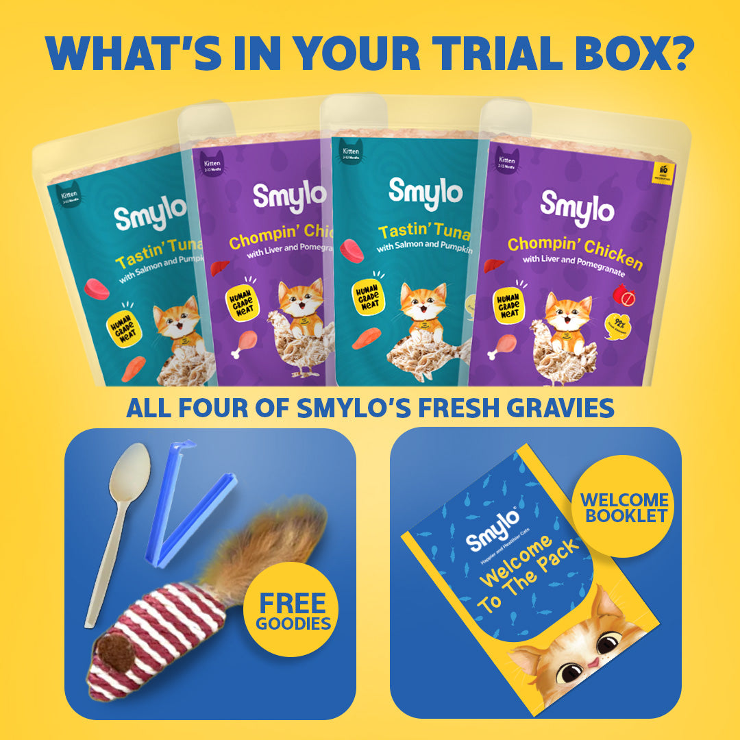 Kitten Trial Box (Pack of 4)