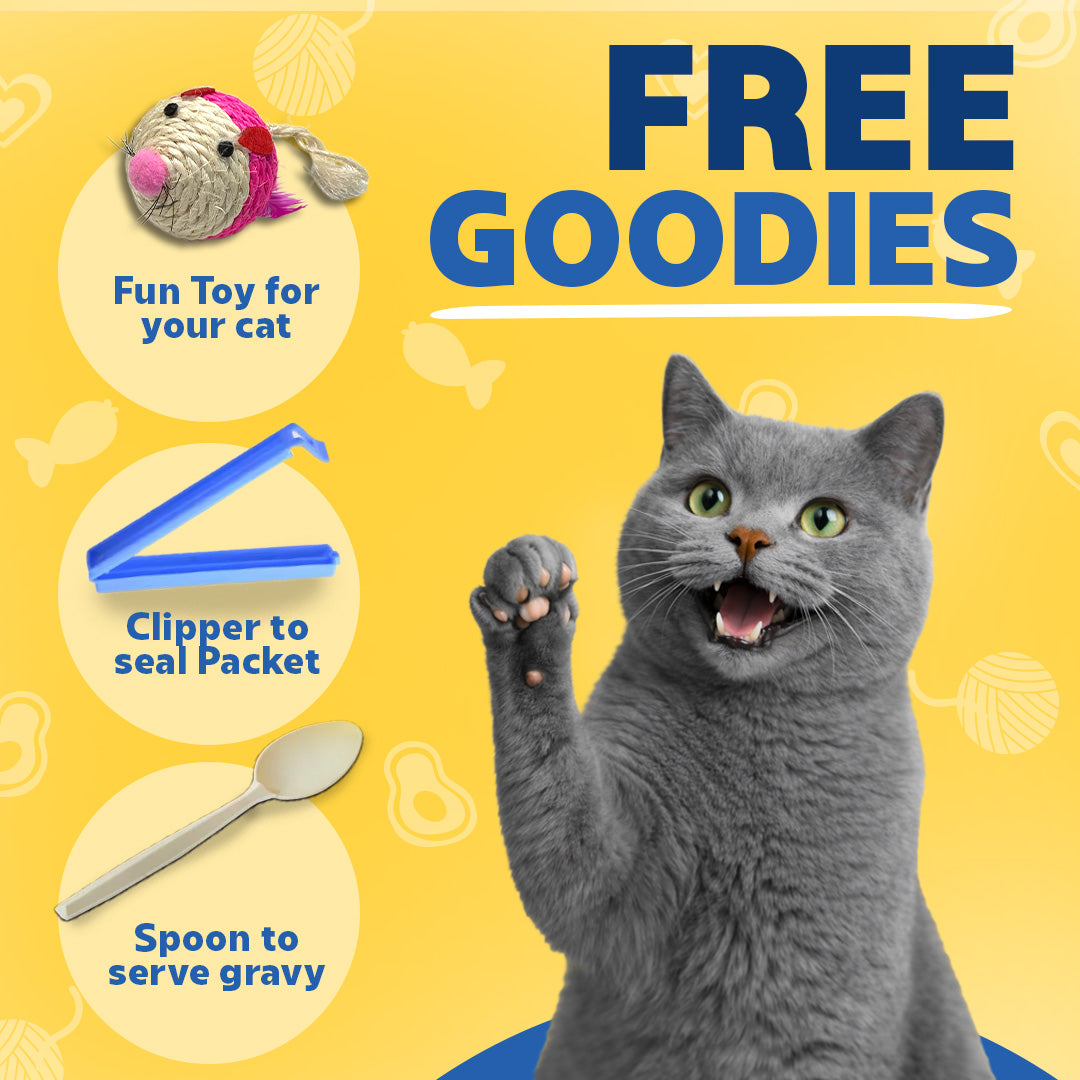 Kitten Trial Box (Pack of 4)